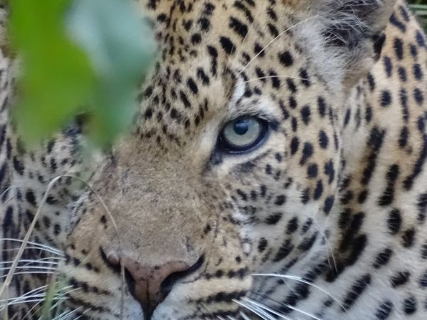 Cheetah hiding in the bush Kenya Africa thumbnail
