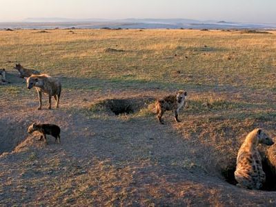 hyenas_may08_631.jpg