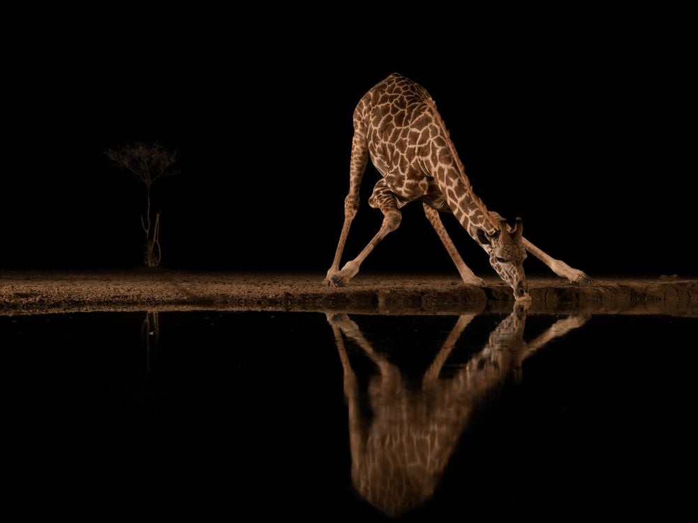 In the middle of the night, a large male giraffe bends his body in an almost balletic pose, to gingerly sip water at a watering hole in Kenya.