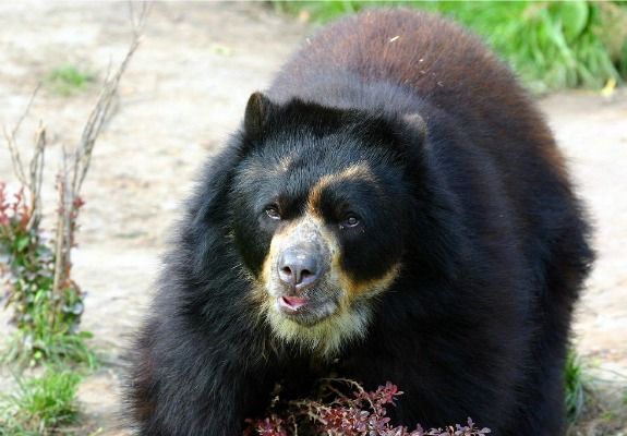 The spectacled bear