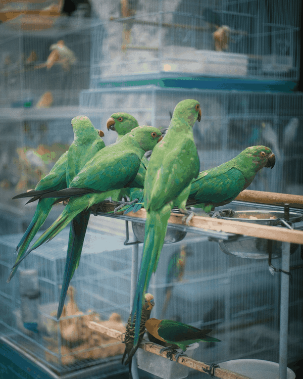 Doha Parakeets thumbnail