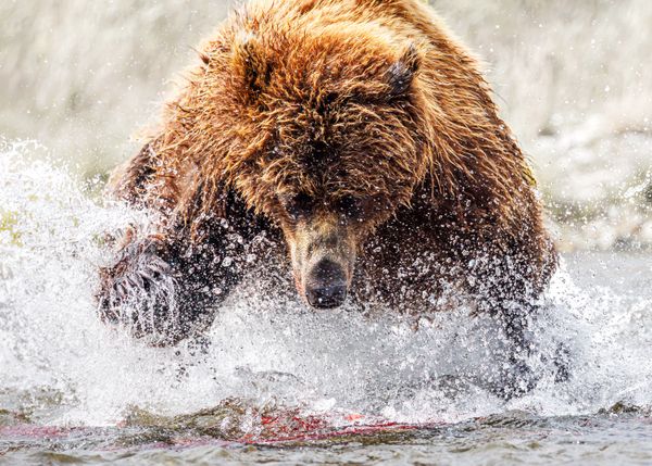 Riverbound Fury thumbnail