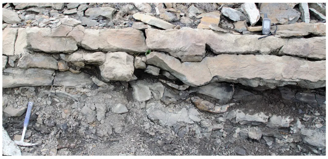 A photograph of a cross-section of sandstone where dinosaur tracks are fossilized.