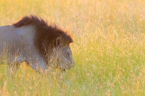 Strolling in grassland thumbnail