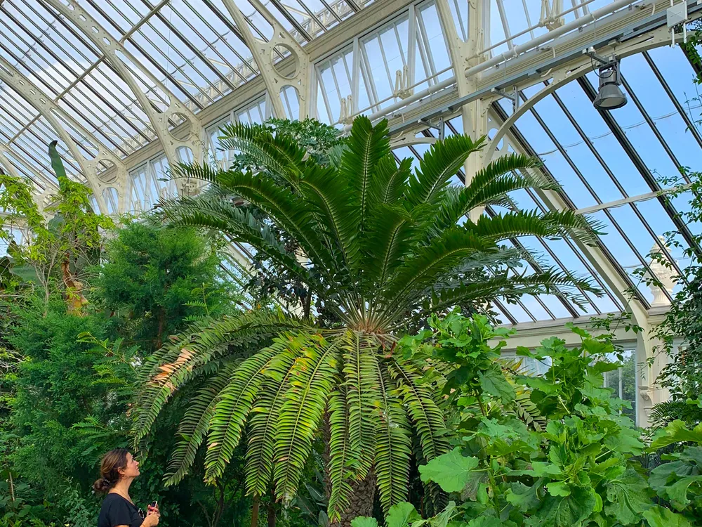 Woman standing next to very large green plant