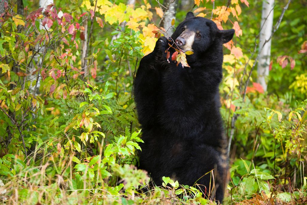 Black Bear