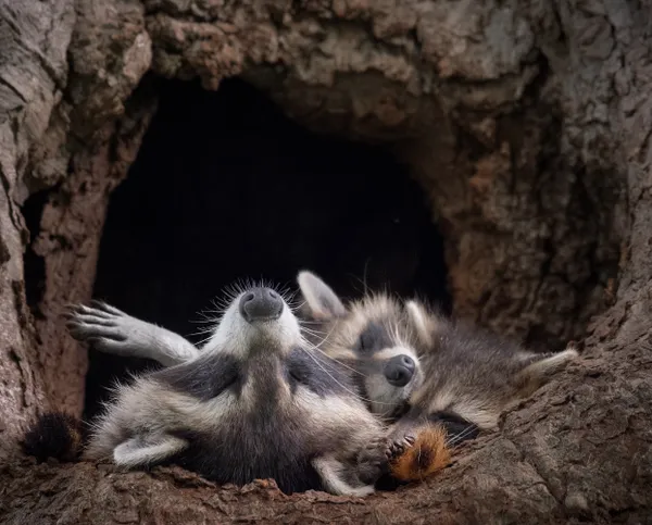 The local raccoon family drapes themselves on the ledge of their tree as they nap during a hot summer day.