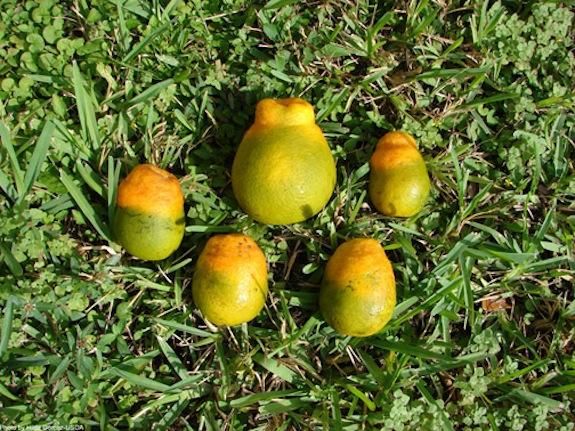 Greened fruits