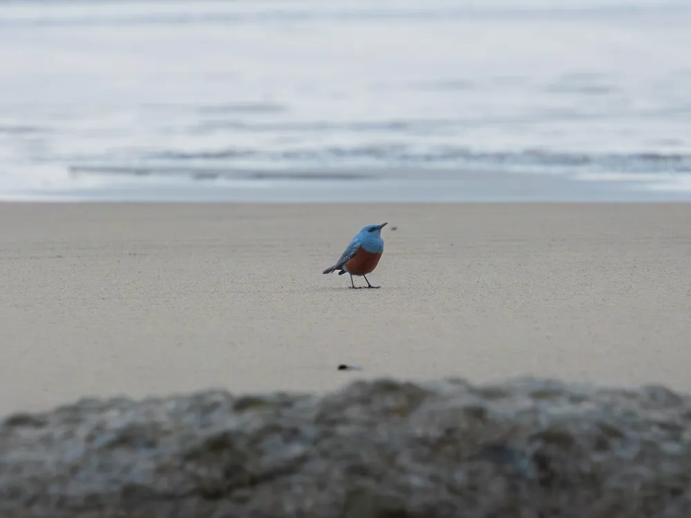 Blue bird on the sand