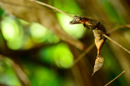 Uroplatus finaritra, a new species of leaf-tailed gecko.