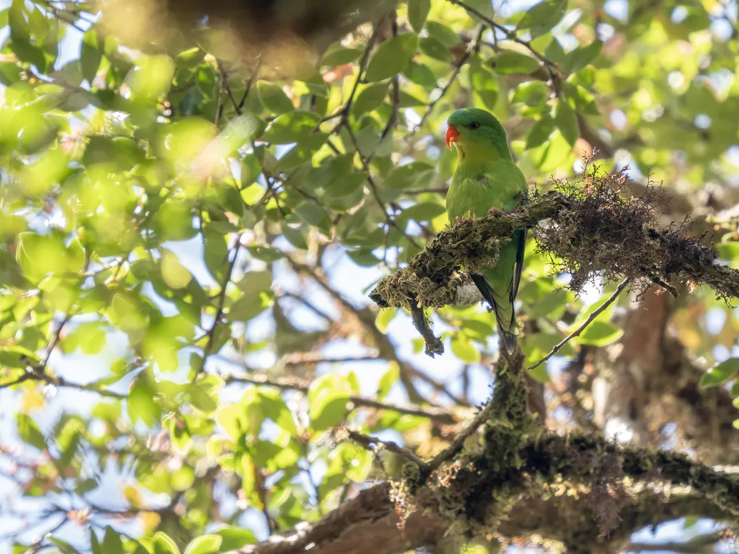 A green bird surrounded by green leaves