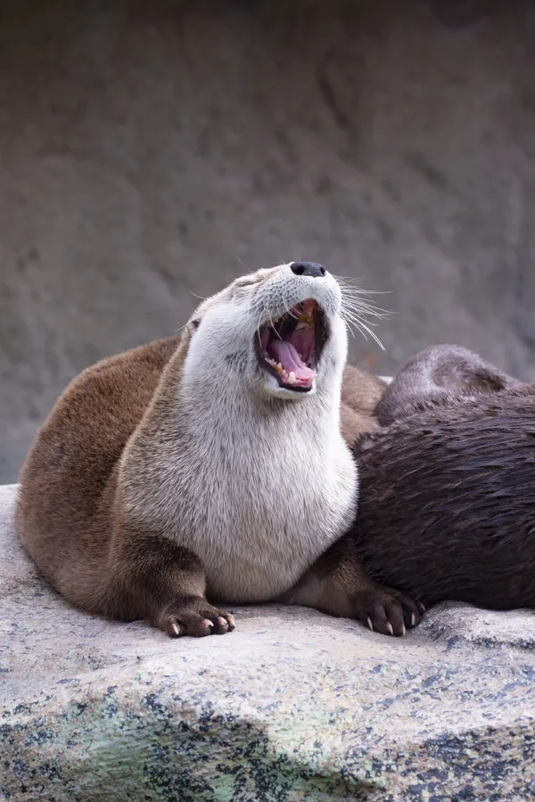 Yawning Otter thumbnail