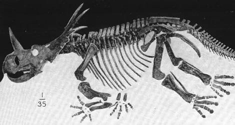 Styracosaurus