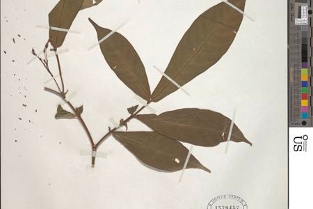 Leaves from the iboga plant, collected in 1933 from Angola. The psychedelic drug ibogaine can be derived from the plant&#39;s root bark.