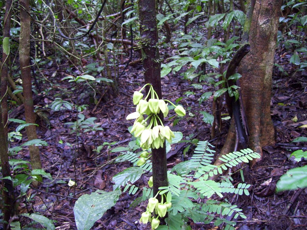 An image of Uvariopsis dicaprio. The plant has a woody trunk with pepper-shaped leaves growing in clusters along the bark. The tree is surrounded by shrubs, vines and trees.