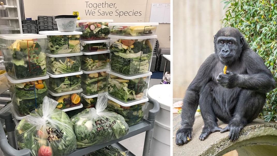 Stacked bins filled with fruits and vegetables (left) and a young western lowland gorilla seated on a rock eating a snack (right)