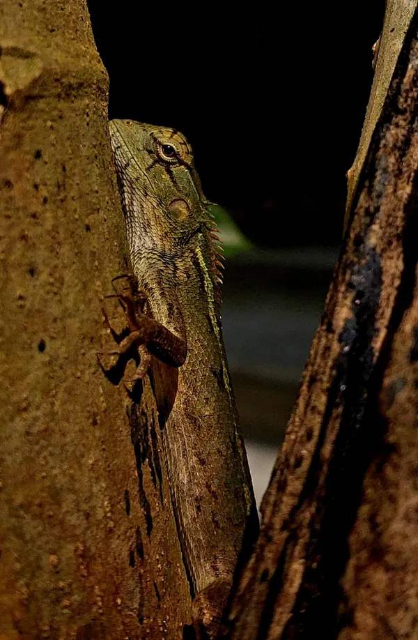 Chameleon Playing Hide and Seek thumbnail