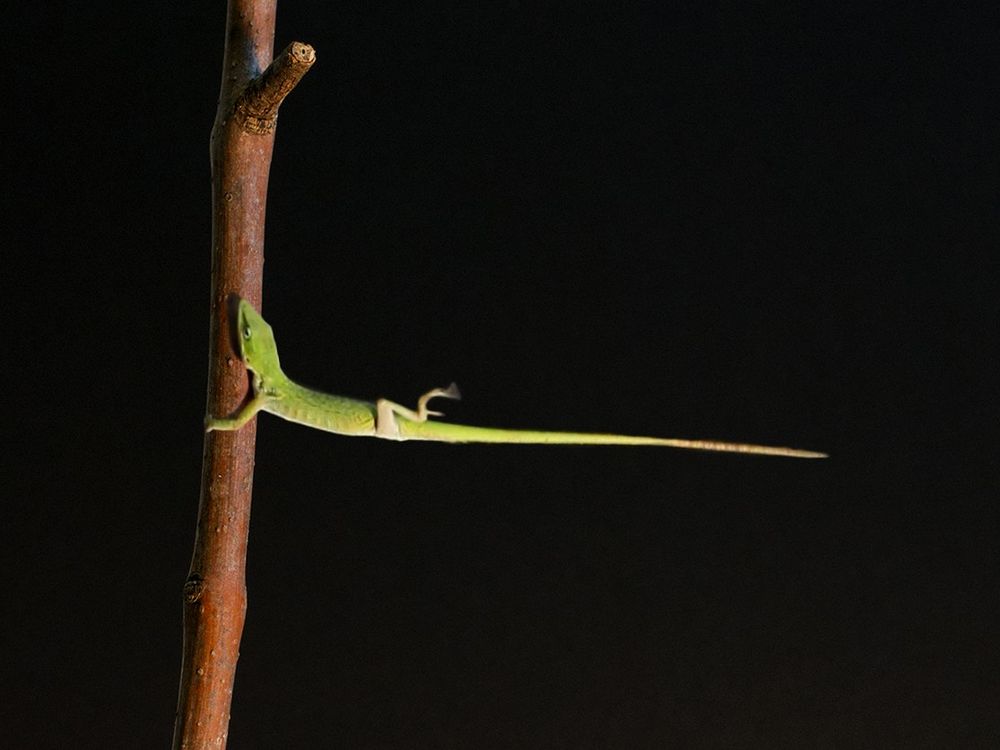 Anole lizard holding on to a branch