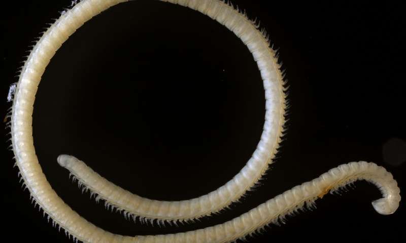 Millipede