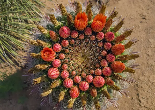 Desert Jewel: Fishhook Cactus Blooms thumbnail