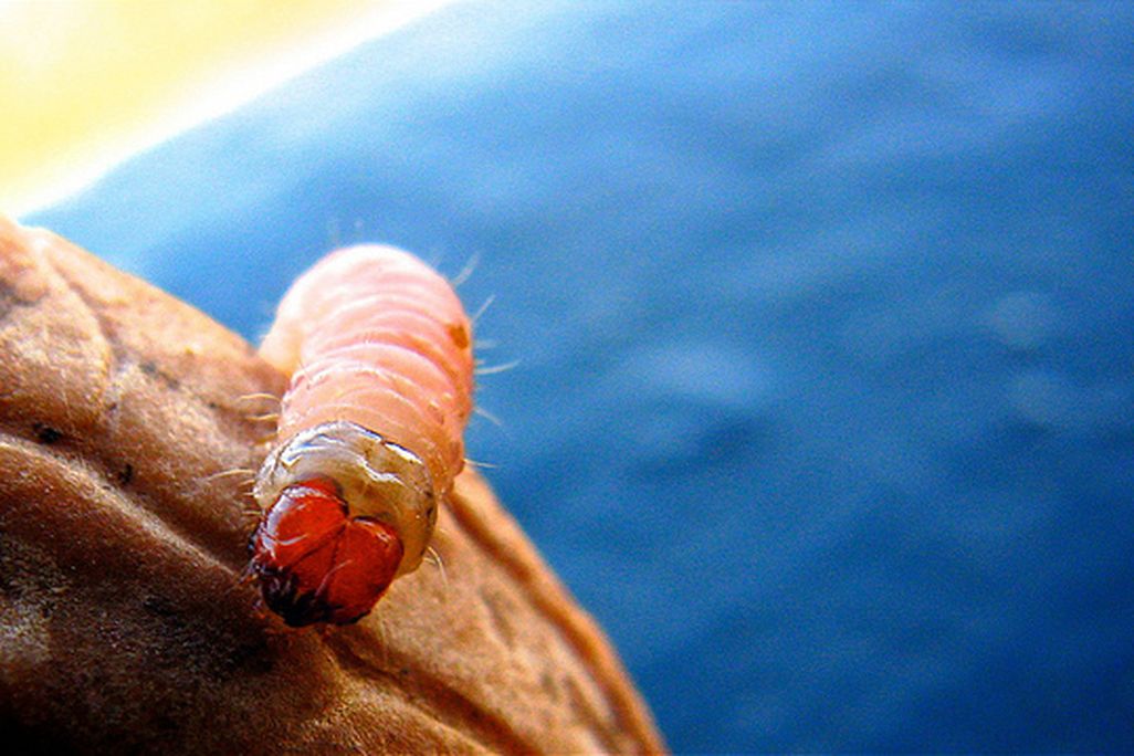 2012092811105009_28_2012_maggot-walnut.jpg