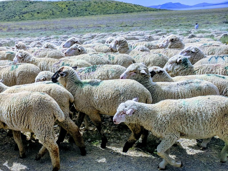 The shepherd and the flock | Smithsonian Photo Contest | Smithsonian ...