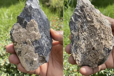 Roughly 1.4 million years ago, Homo erectus made this hand ax out of a hippopotamus' thigh bone.