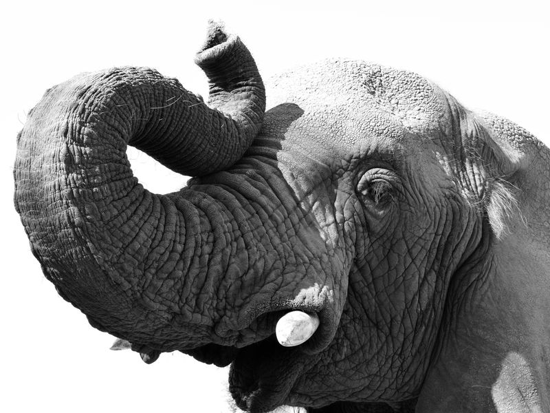 Elephant with raised trunk | Smithsonian Photo Contest | Smithsonian