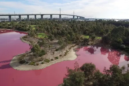 Westgate Park's salt lake has once again turned cotton-candy pink.