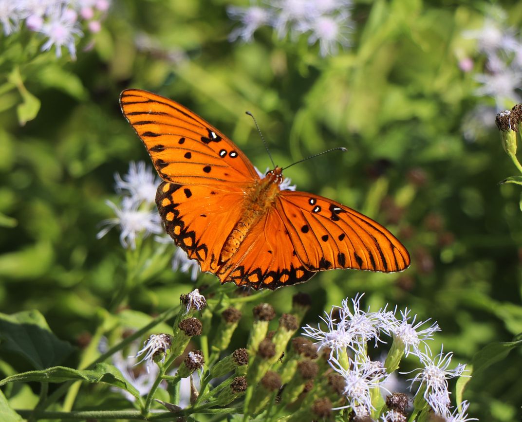 Common Butterfly Up Close and Personal Smithsonian Photo Contest