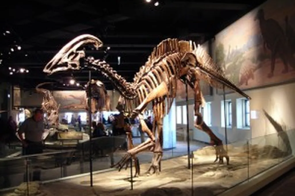 20110520083137parasaurolophus-field-museum-chicago-300x225.jpg