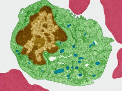 Mutations in mitochondria (marked in blue) can lead to serious genetic diseases.