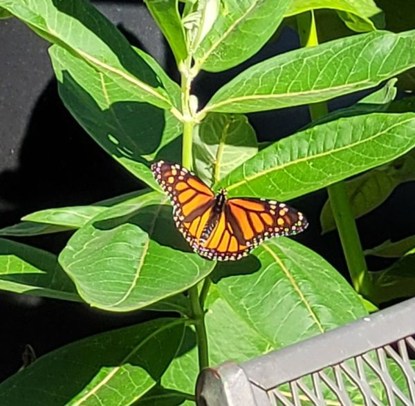Butterfly on milkweed thumbnail