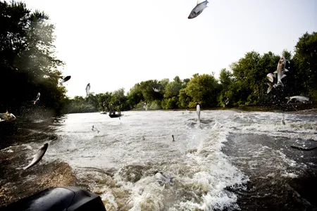 Silver carp throw themselves into the air at the sound of passing boats.
