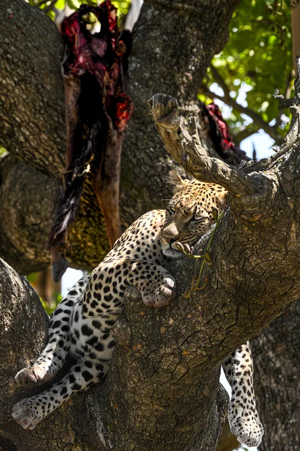 Full belly and a great view - the raw reality of the wild thumbnail