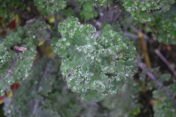 Kale in a garden thumbnail