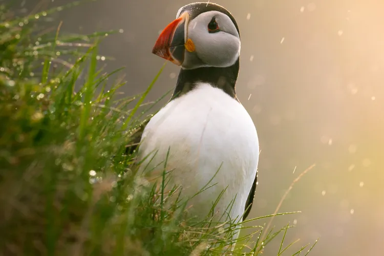 puffin on a hillside