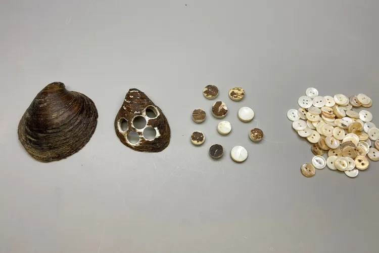 How an ebonyshell mussel becomes a button