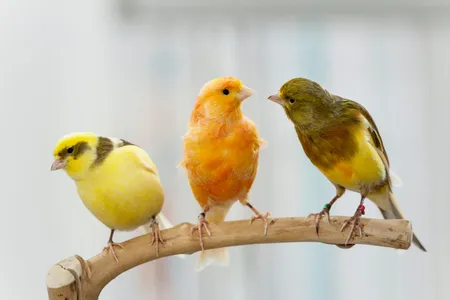 Creating a phylogeny of all bird life will help researchers map birds' evolutionary relationships and create conservation plans.