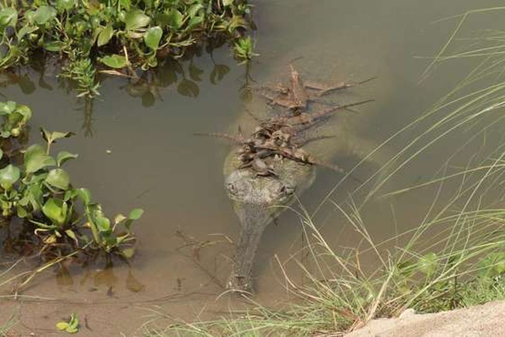 Hatchlings on Mama