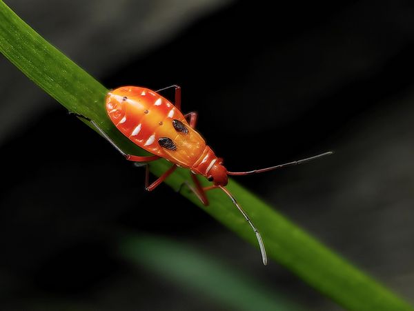 Red Cotton Stainer on a leaf thumbnail