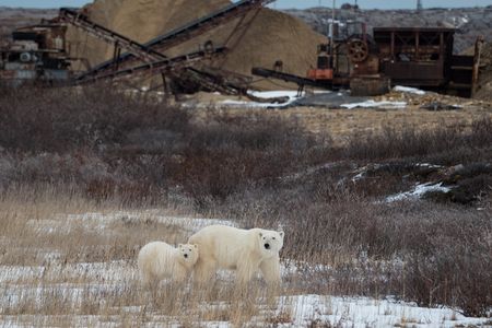 A polar bear mom and cub wander near the quarry on the outskirts of Churchill.&nbsp;