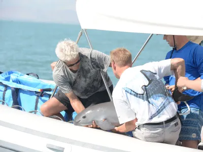 Scientists caught a juvenile female vaquita in October of 2017 and released her after she showed signs of stress. 