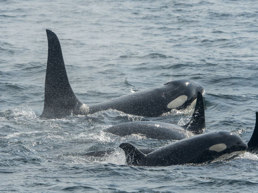 Pods of orcas swimming in the water