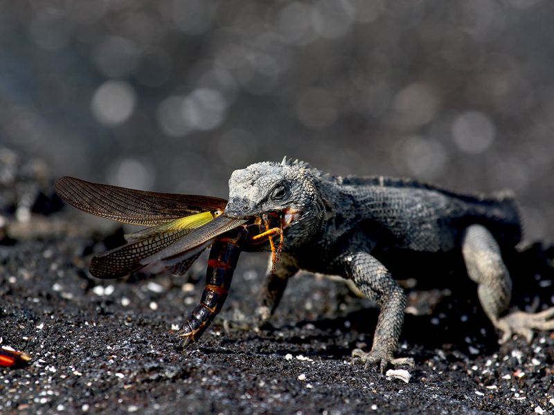 Immature marine iguana eating a Smithsonian Photo Contest