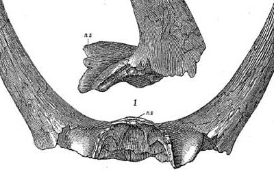 The horns of Marsh's Bison alticornis, now recognized as those of a ceratopsian dinosaur.