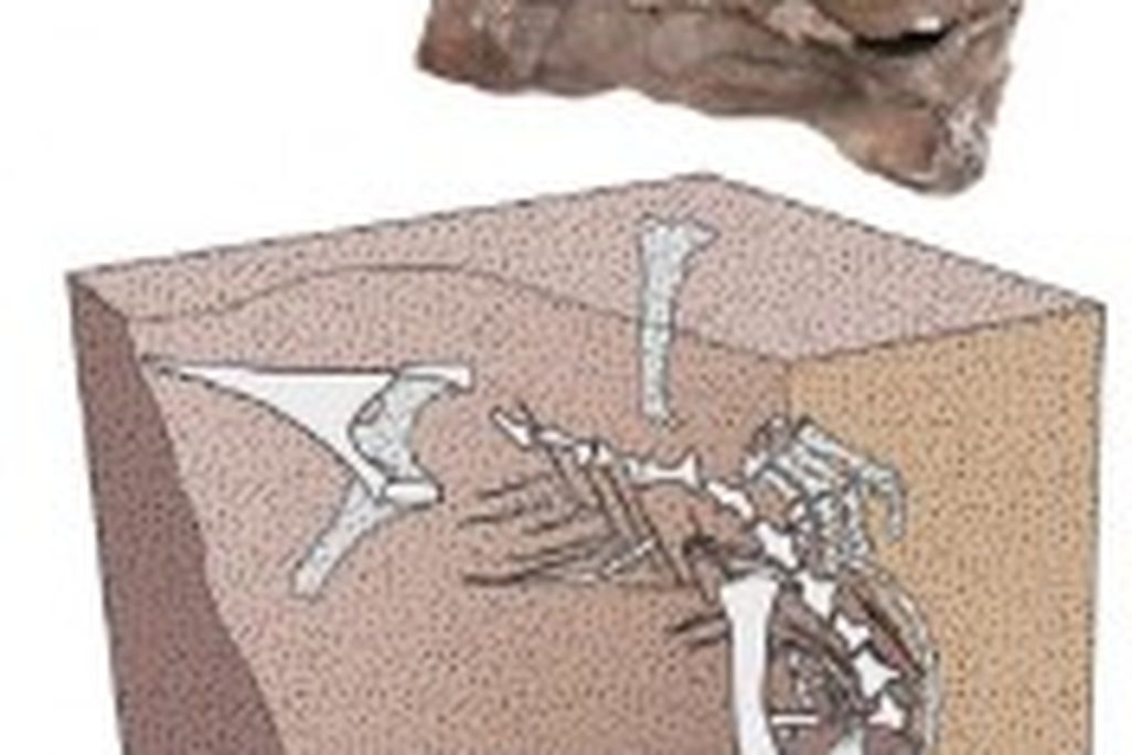 20110520083216seitaad-skeleton-embedded-176x300.jpg