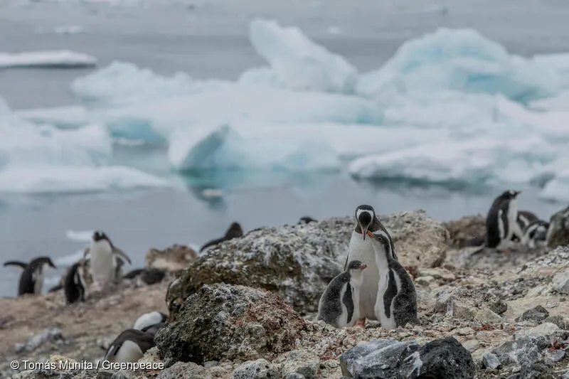 A Gentoo penguin colony on Andersson Island, Antarctic Sound, Antarctica