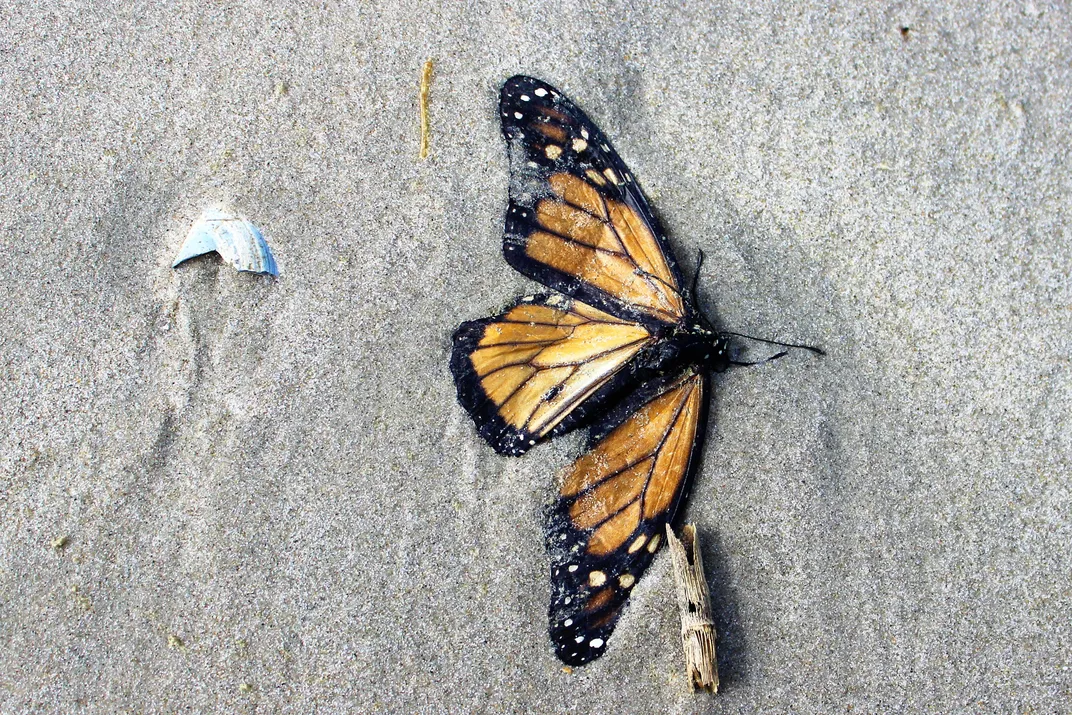 Monarch Butterfly Meaning Death