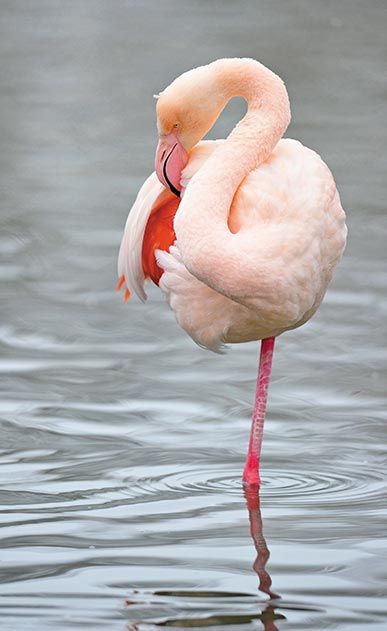 Greater Flamingo